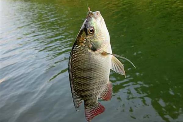 钓罗非鱼的饵料配方，常见以下3种配方