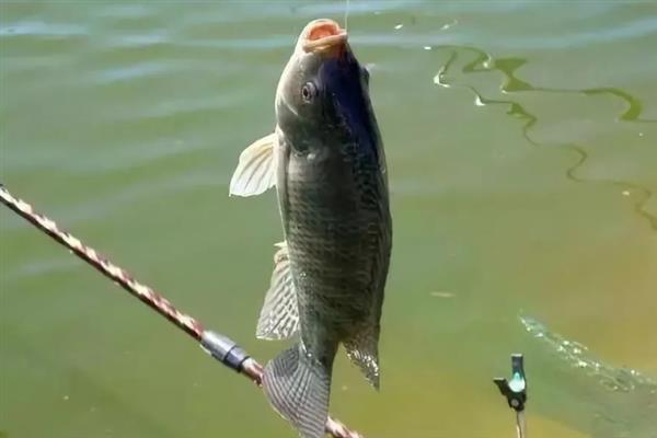 钓罗非鱼的饵料配方，常见以下3种配方