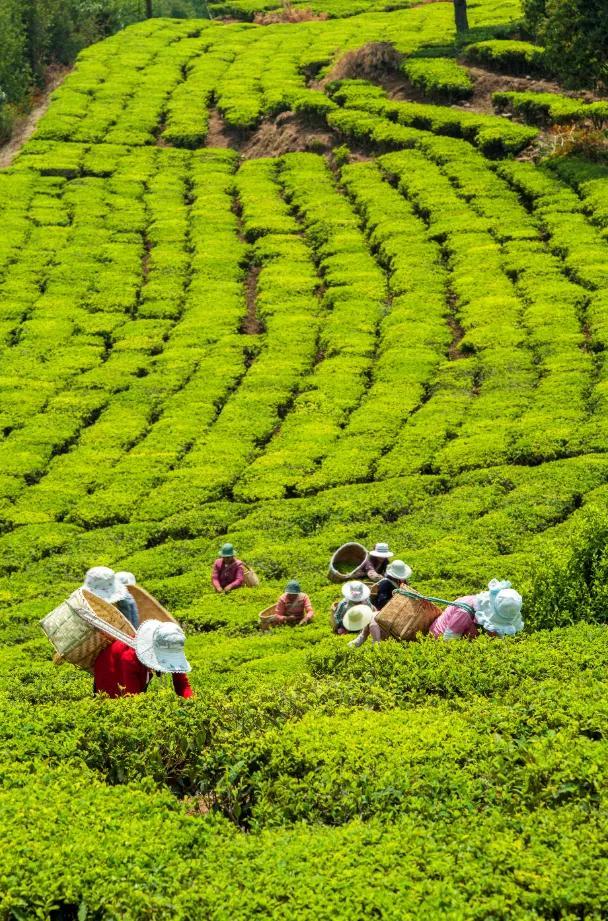 湖南发展股票怎么样_县域经济_农行股票