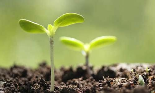 集合竞价原理_涨停板撤单技巧_股票中的撤单