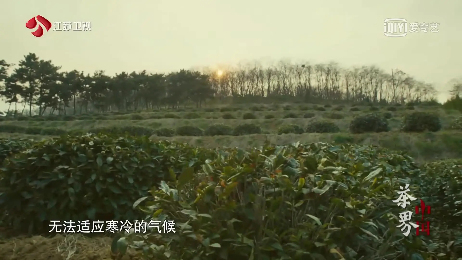 日照电视台在线直播_日照绿茶价格分析_日照绿茶种植地