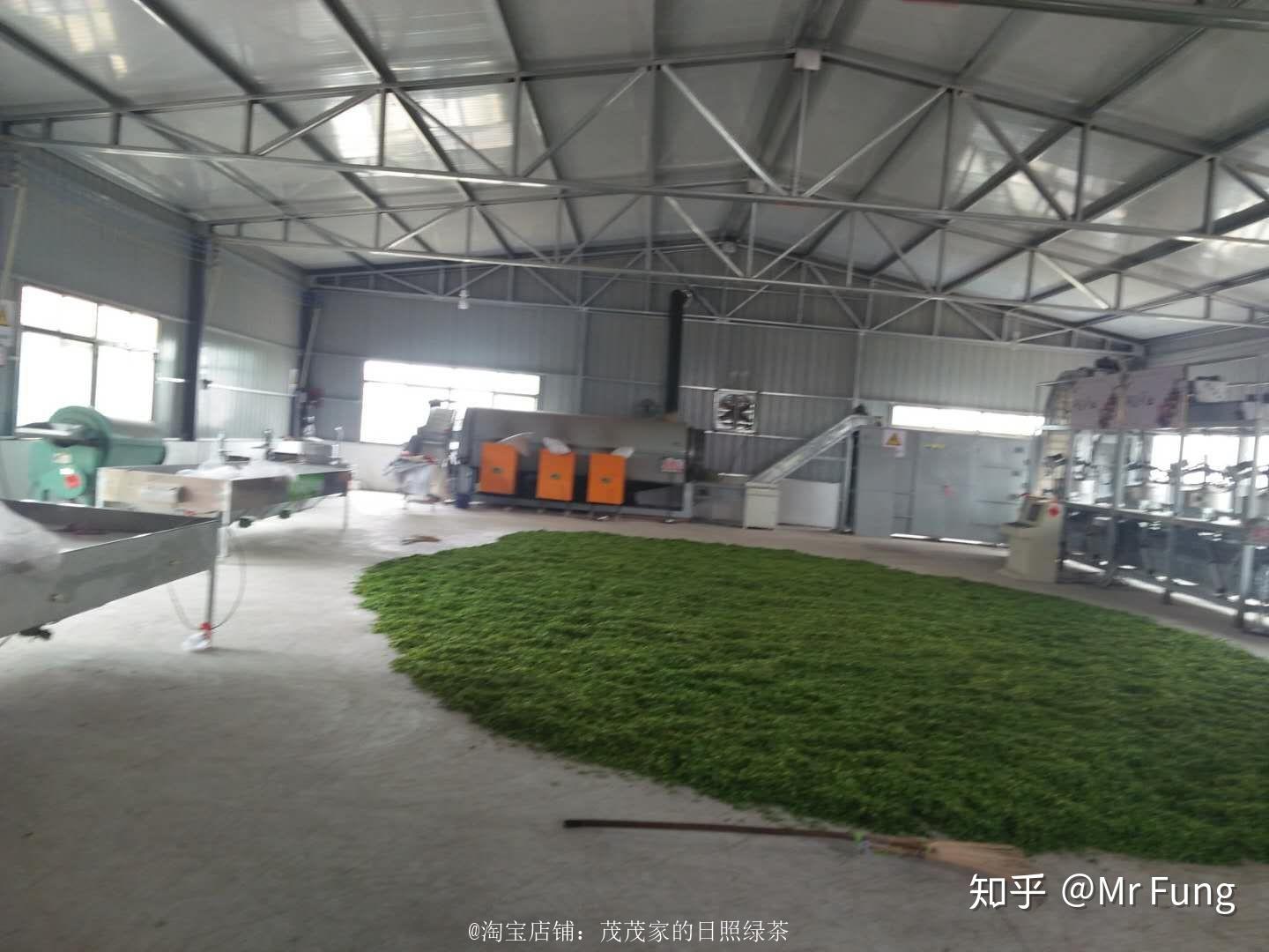 日照绿茶价格分析_日照电视台在线直播_日照绿茶种植地