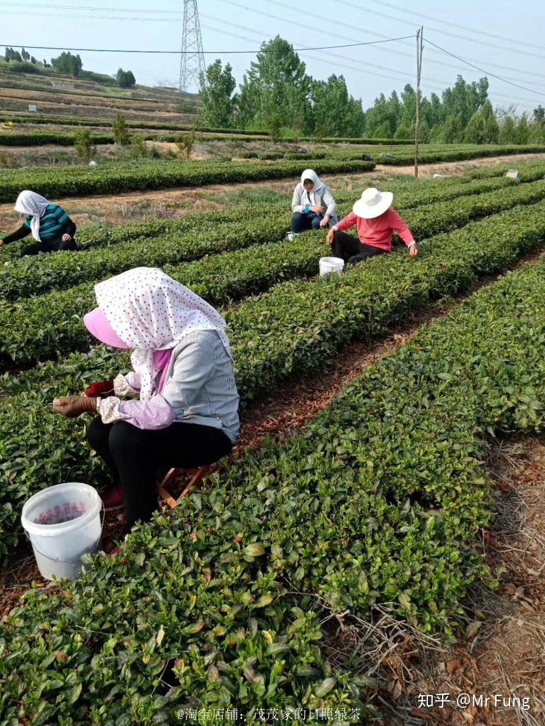 日照绿茶种植地_日照电视台在线直播_日照绿茶价格分析