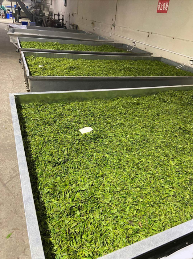 日照绿茶价格分析_日照绿茶种植地_日照电视台在线直播