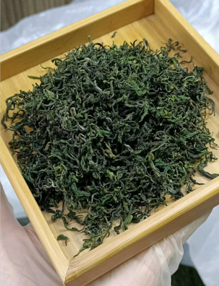 日照电视台在线直播_日照绿茶价格分析_日照绿茶种植地