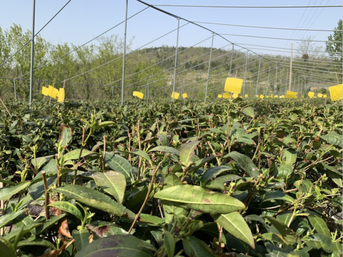 日照电视台在线直播_日照绿茶种植地_日照绿茶价格分析