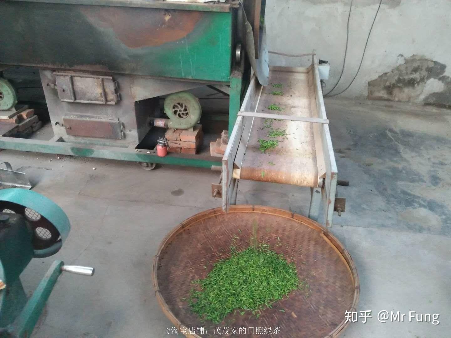 日照绿茶种植地_日照电视台在线直播_日照绿茶价格分析