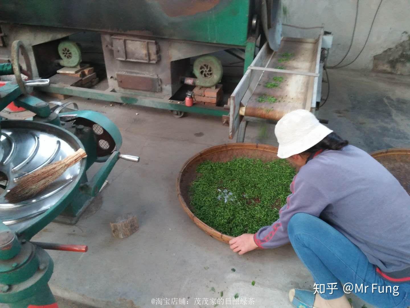 日照电视台在线直播_日照绿茶价格分析_日照绿茶种植地