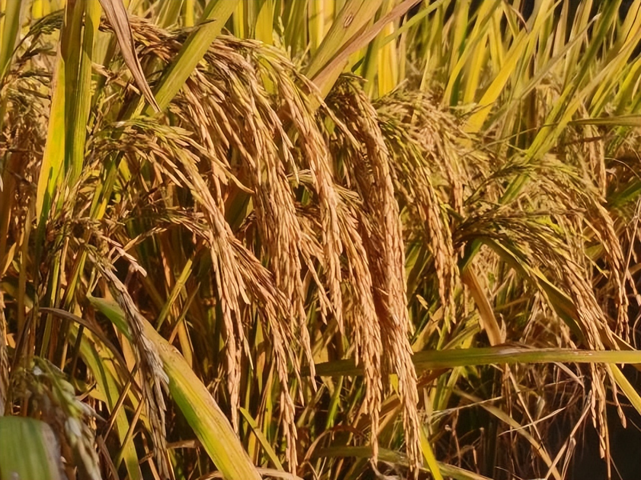 高要特色手信制作过程 白土煎堆制作方法 疍家糕传统制作工艺_高要为什么吃蛋黄