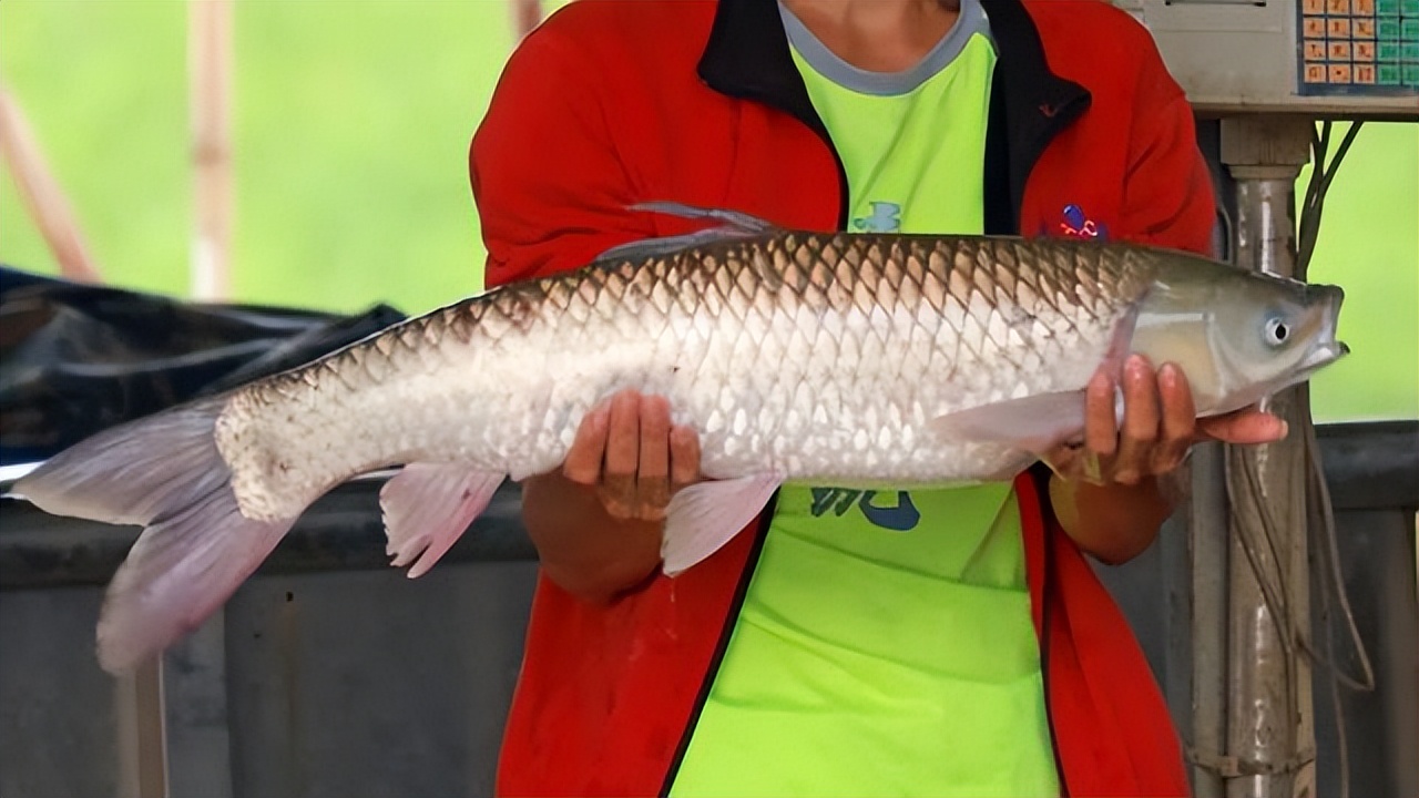 高要特色手信制作过程 白土煎堆制作方法 疍家糕传统制作工艺_高要为什么吃蛋黄