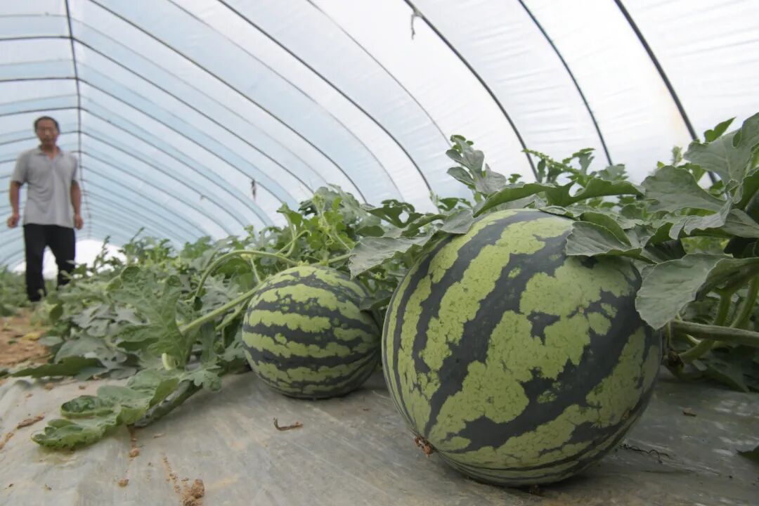 蜀山区西瓜采摘_合肥小庙镇最新消息_凤落坪无籽西瓜