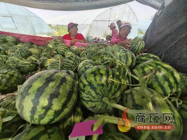 蜀山区西瓜采摘_合肥小庙镇最新消息_凤落坪无籽西瓜